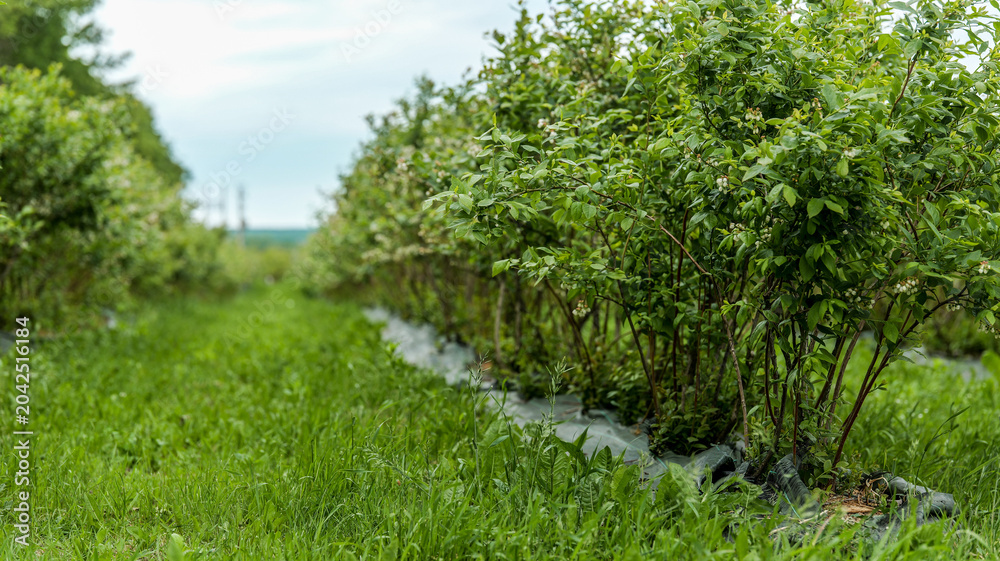 Fototapeta premium Rows of lush green blueberry bushes growing in a field under a cloudy sky
