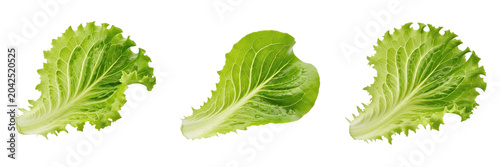 Bild auf Leinwand three fresh green lettuce leaves isolated on white background, organic salad veg