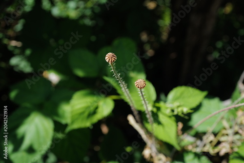 ladybird on a flower