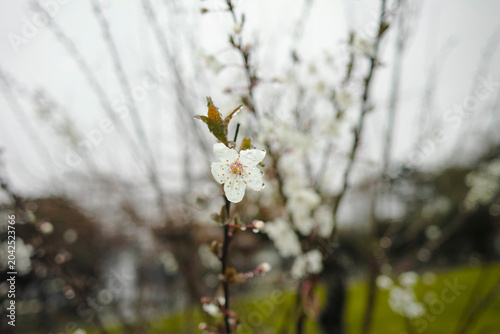 white flowers in the spring