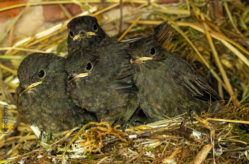 фотографія bird in the nest
