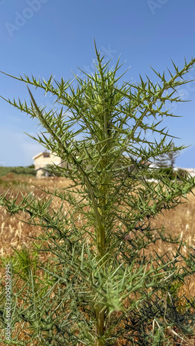 Close-up of a sharp spiny green thistle plant growing outdoors in a dry summer field or meadow in the Mediterranean countryside. Wild thorny weed with sharp prickles under a clear blue sky