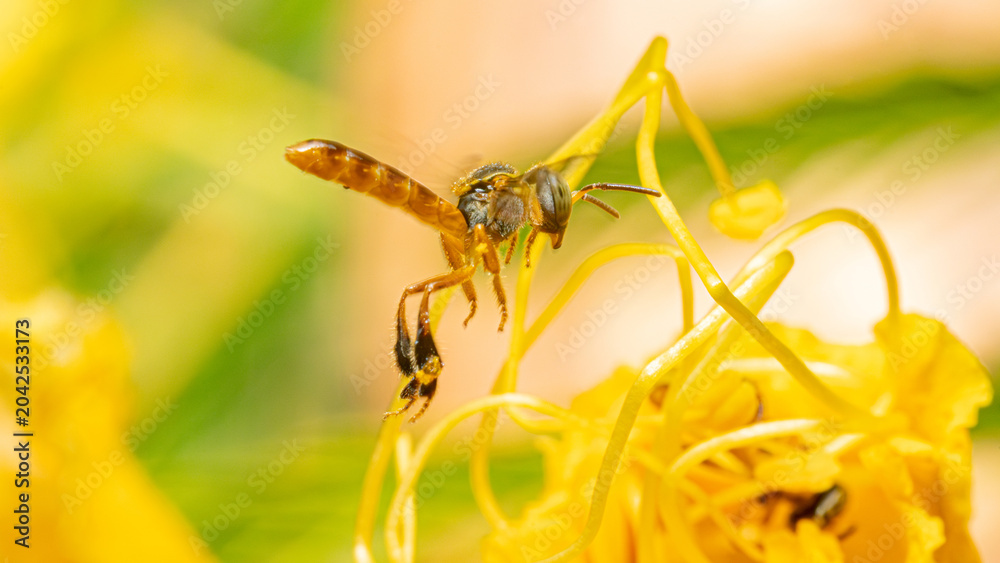 Naklejka premium Small bees from Brazil, tiny bees performing their role as pollinators of flowers in a garden in Brazil, macro photo, selective focus.
