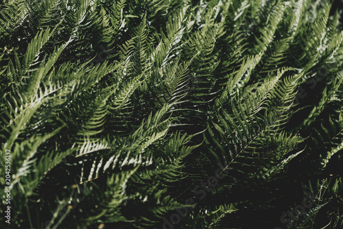 Foto Selective focus of lush green leaves in the dark tone, Fern is a member of a gro