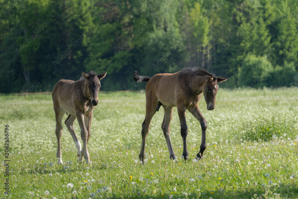 Naklejka premium Two Young Foals Walking Through Flowering Meadow with Forest Background