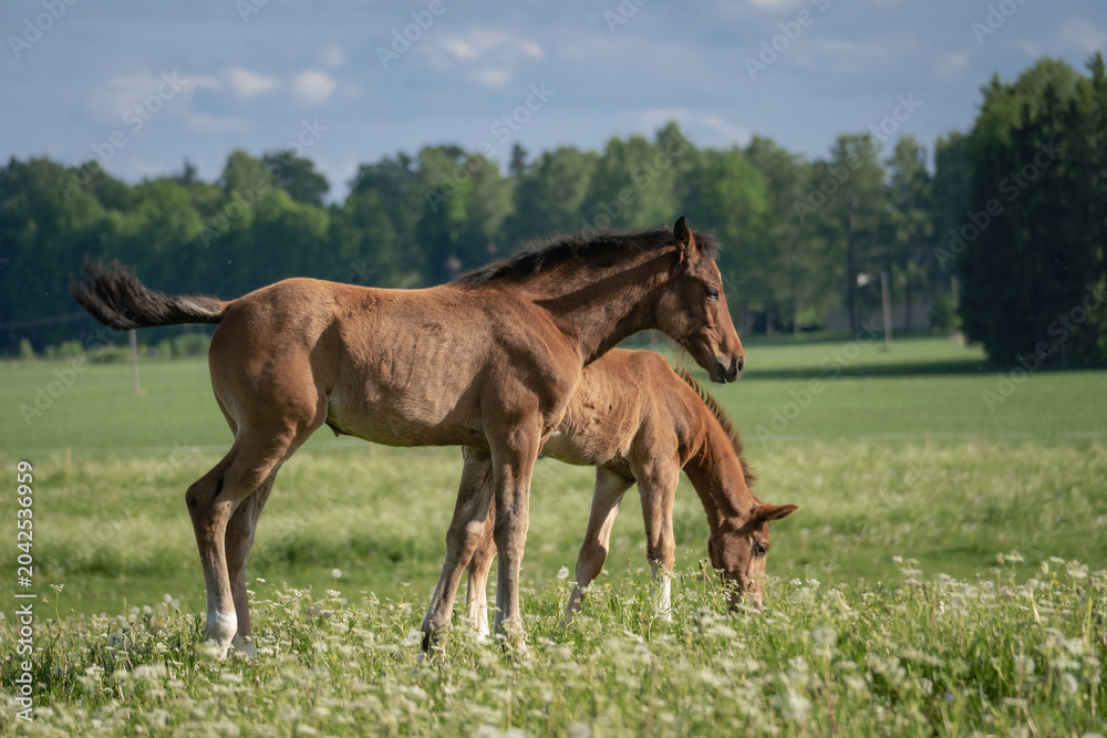Fototapeta premium Two Young Foals Grazing and Standing in Flowering Rural Pasture