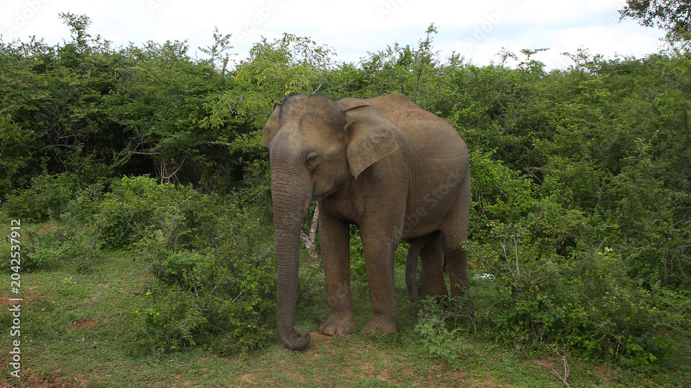 Fototapeta premium Elefante, Parque Nacional de Yala (Sri Lanka)
