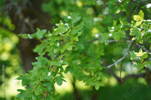 Kleines grünes Laub und flechtenbewachsener Ast eines Französischen Ahorns (Acer monspessulanum) im Sommer