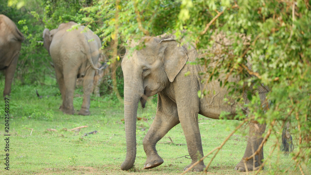Fototapeta premium Elefante, Parque Nacional de Yala (Sri Lanka)