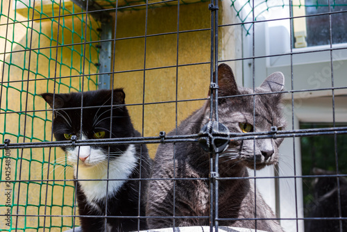 Bild auf Leinwand Two curious cats peering through a protective enclosure on a sunny urban balcony