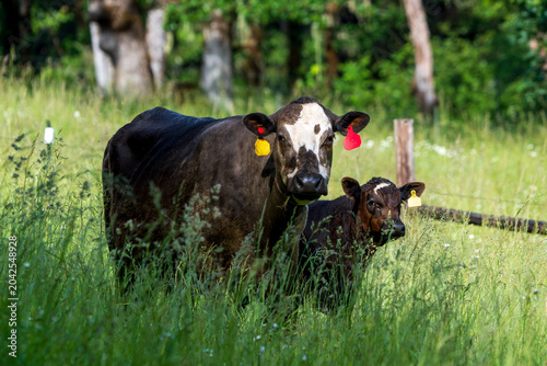 Photos Cattle grazing can improve native-species habitat by thinning grasses and suppressing invasive vegetation