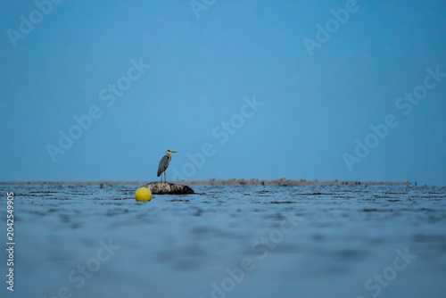 Fotografía Grey heron standing on rocky outcrop beside yellow buoy