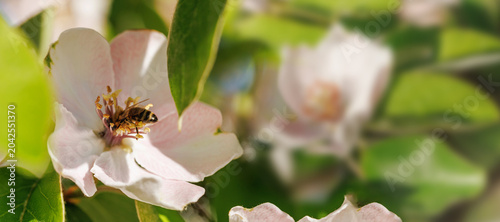 Honeybee pollinating quince flower with soft pink petals green leaves in sunlight natural spring garden pollinator concept