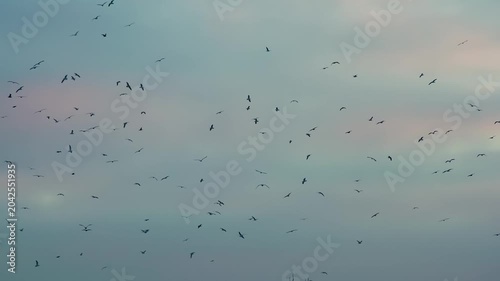 Birds Circling in a Dramatic Sky. A large number of birds circling in the background of the cloudy sky in sunset colors