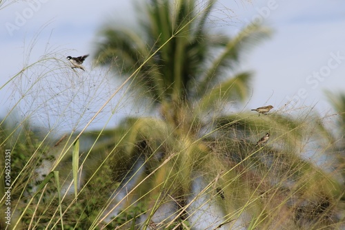Quadro su tela Fotografia de natureza mostrando pássaros da espécie Bigodinho (macho e fêmea) em seu habitat natural, equilibrando-se em hastes de capim sob um céu claro