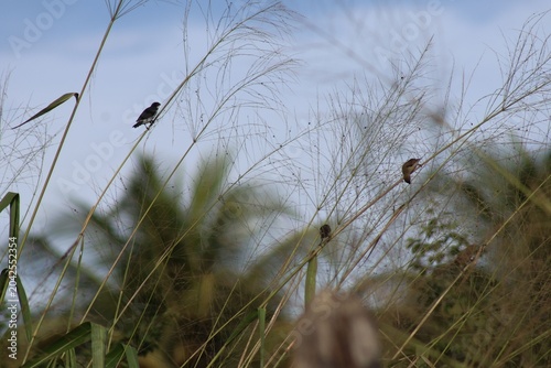 Schilderij op canvas Fotografia de natureza mostrando pássaros da espécie Bigodinho (macho e fêmea) em seu habitat natural, equilibrando-se em hastes de capim sob um céu claro
