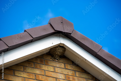 Natural swallow's nest constructed of mud pellets. it is nestled naturally under the eaves of a brick house, not an artificial nest box