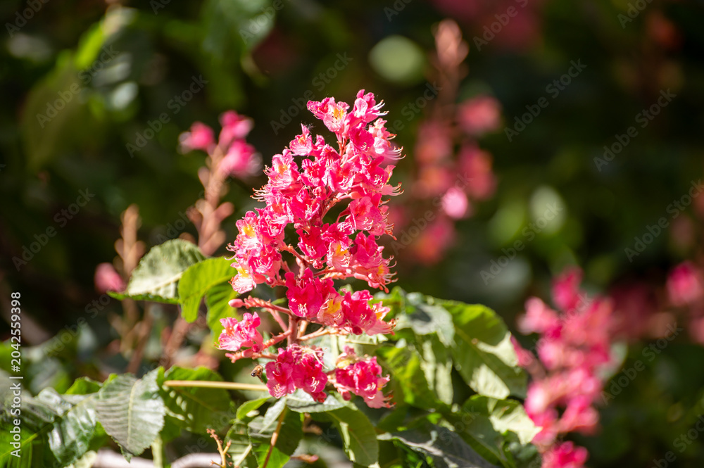 Fototapeta premium Pink horse-chestnut trees in full spring bloom line Paris parks and riverside promenades, creating canopy of blossoms with delicate fragrance, botanical photo