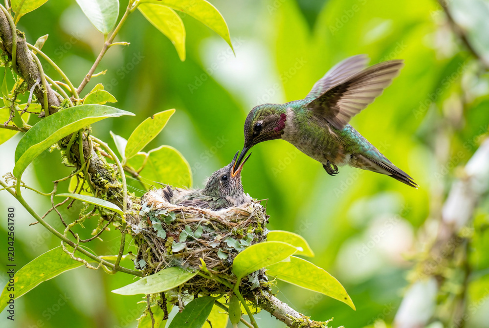 Obraz premium Vibrant hummingbird feeding nectar to its tiny chick in a delicate nest