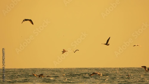 Seagulls ocean sunset flying birds over sparkling water surface under golden sky with vast copy space.