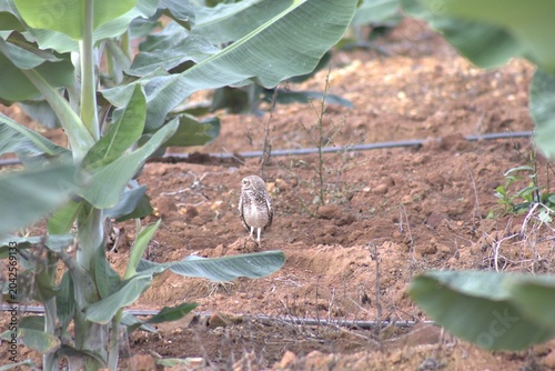 Photos Pequena coruja-buraqueira (Athene cunicularia) em pé no solo de terra avermelhada de uma plantação de bananeiras com sistema de irrigação por gotejamento ao fundo