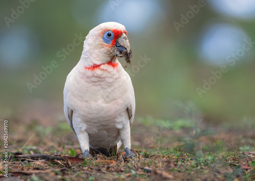 Front-on view of a wild long-billed corella (Cacatua tenuirostris) feeding on the ground on grass roots and tubers isolated against a dappled woodland background, Australia
