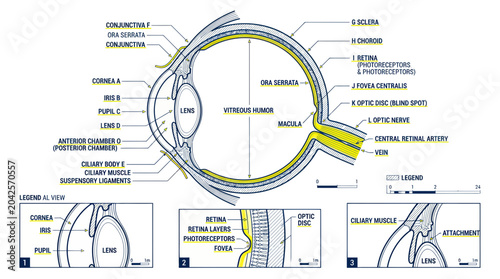 Cuadro en lienzo Human Eye Anatomy Diagram - Detailed Cross-Section with Labels
