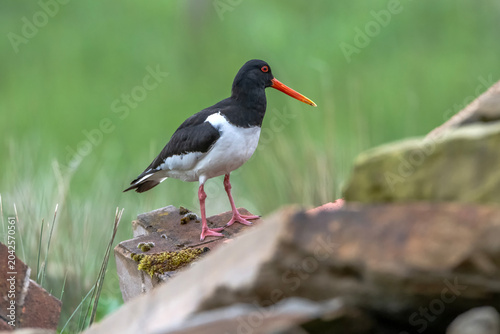 Oyster catcher