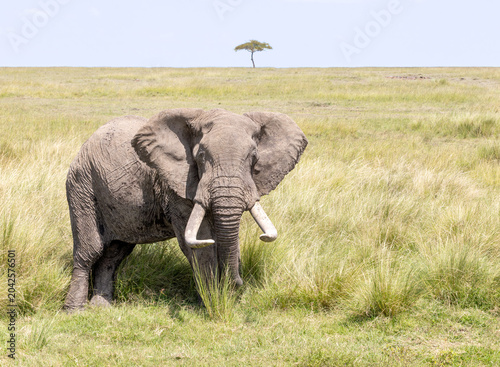 Fényképezés Tusker