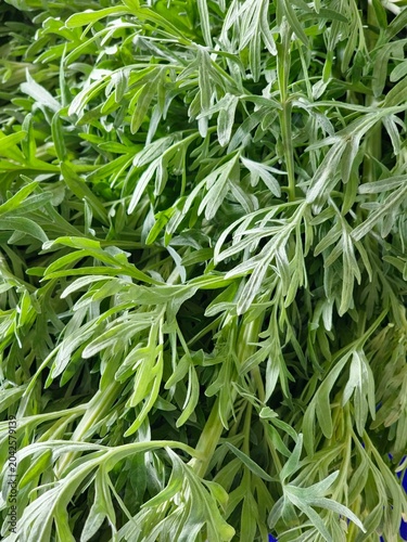 Decorative Artemisia vulgaris foliage with striking silver undersides