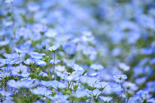 可愛いネモフィラの花びら
