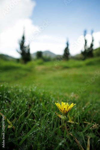Canvastavla yellow-crowned flowers in a dewy meadow with a blurry background in the morning