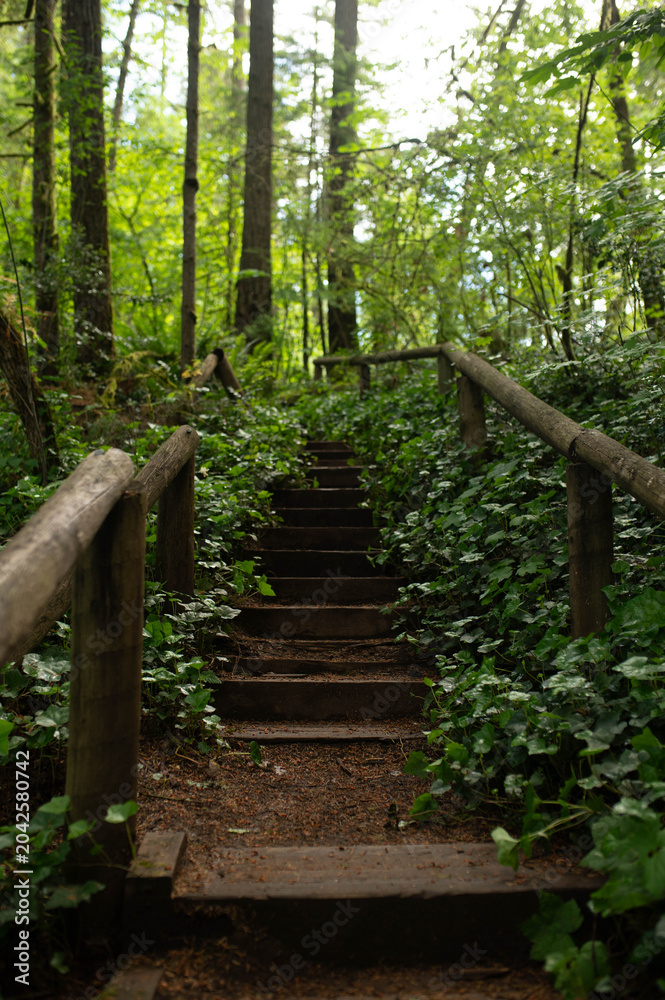 Fototapeta premium path in the forest