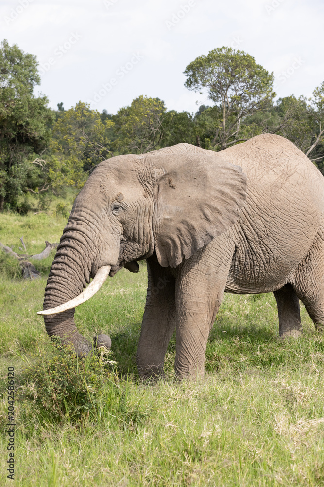 Obraz premium Bull Elephant in Lush Africa