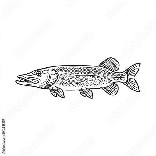 Photos Northern pike fish line art illustration with side patterns.