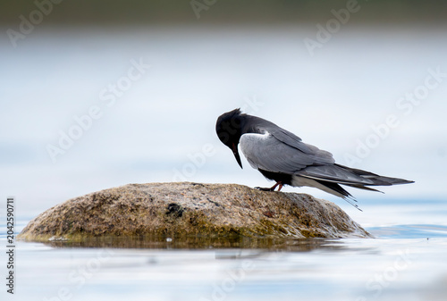 Black Tern on a Rock in a Lake