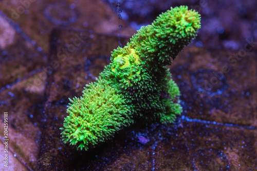Schilderij op canvas Vibrant Bali Green Slimer Acropora Close Up Underwater in Saltwater Aquarium