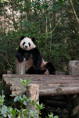Giant panda lounging at a zoo