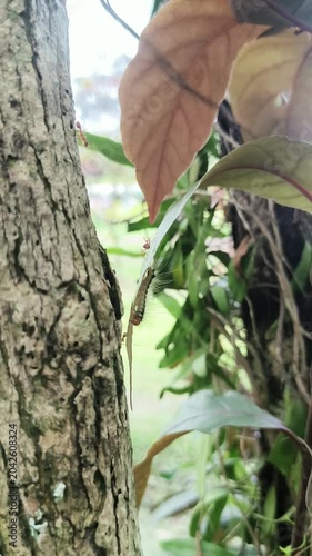Vertical video of tree trunk covered with natural vegetation in tropical forest, showcasing texture and organic growth.