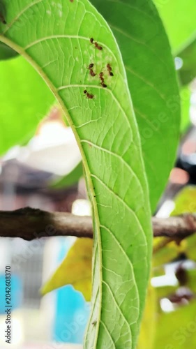 Vertical macro shot of ants on green foliage, highlighting small insect activity and biodiversity in nature.