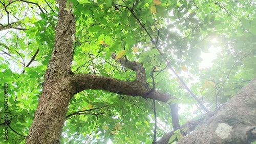 Tall forest trees viewed from below with bright sunlight filtering through leaves, creating a tranquil natural atmosphere.