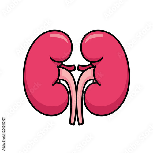 Cartoon Kidneys Illustration