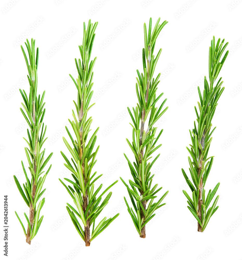Obraz premium rosemary isolated on a white background, macro shot. aromatic rosemary isolated.