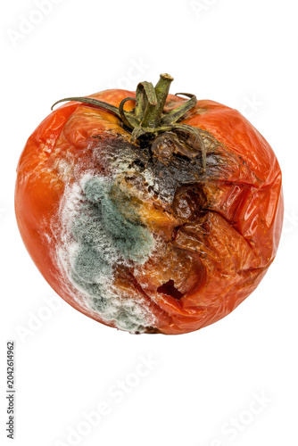 Rotten tomato with mold and fungal growth on white background