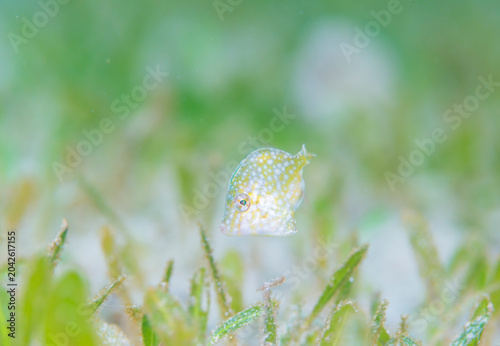 Filefish