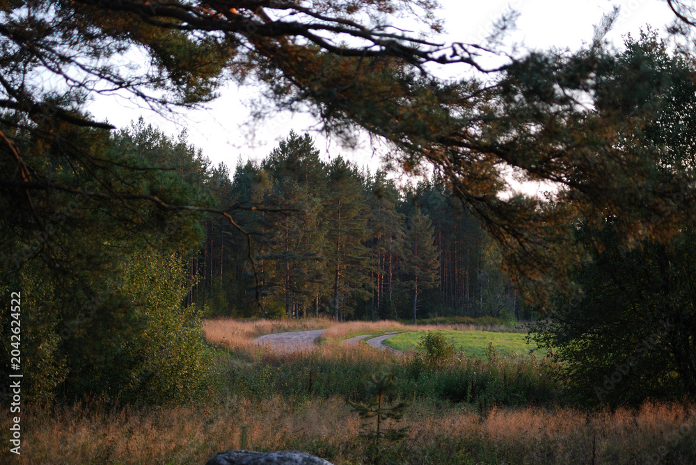 Obraz premium Winding Country Road Through Pine Forest at Sunset