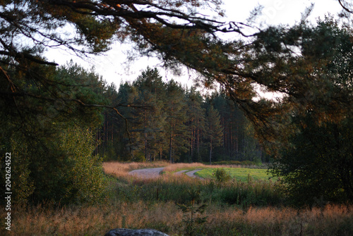 Winding Country Road Through Pine Forest at Sunset