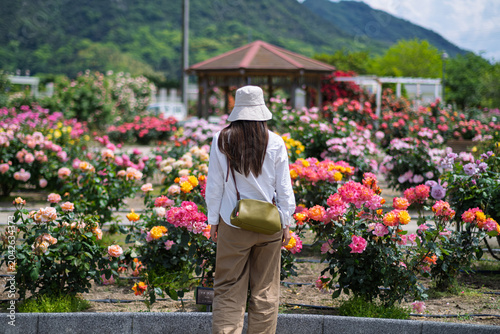 よしうみバラ公園で色鮮やかに咲く薔薇を眺める女性の後ろ姿（愛媛県今治市）