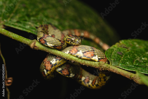 Spotted snail-eating snake Sibon argus coiled on a branch