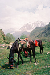 Film Photo of Saddled Horses Grazing in Caucasus Mountains